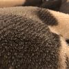 isabelle_659
